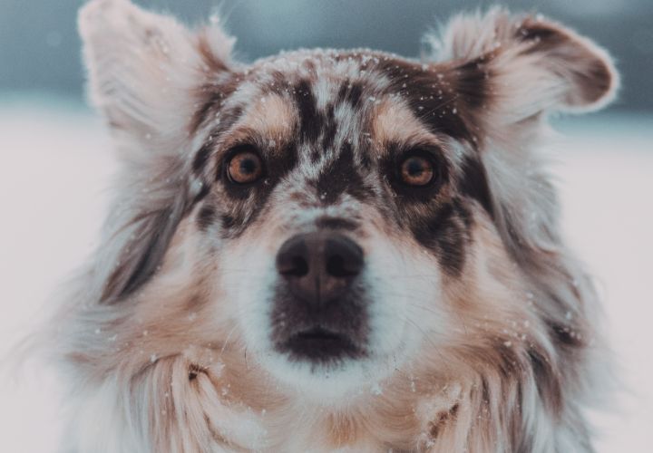 Un chien spectaculaire avec des yeux profonds.
